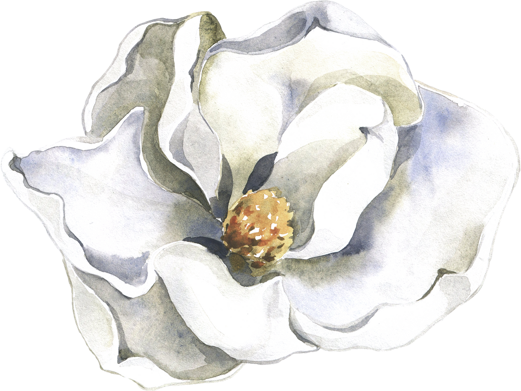 White Watercolor Magnolia Flower